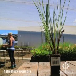 Lomandra Frosty Top 13 Lomandra Frosty Top -Australian Plants Online Sales apo frosty top lomandra tubestock