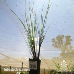 Lomandra Frosty Top 18 Lomandra Frosty Top -Australian Plants Online Sales apo frosty top tubestock