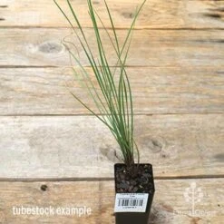 Lomandra Frosty Top 19 Lomandra Frosty Top -Australian Plants Online Sales apo frosty top tubestock 1