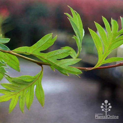 Grevillea Gaudichaudii 9 Grevillea Gaudichaudii - Image 7