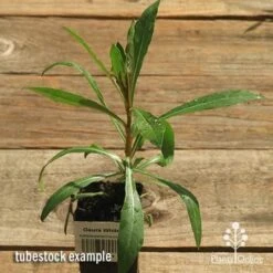Gaura White -Australian Plants Online Sales apo gaura white tubestock top 1