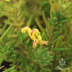 Grevillea Gold Rush 15 Grevillea Gold Rush -Australian Plants Online Sales apo gold rush flower and foliage