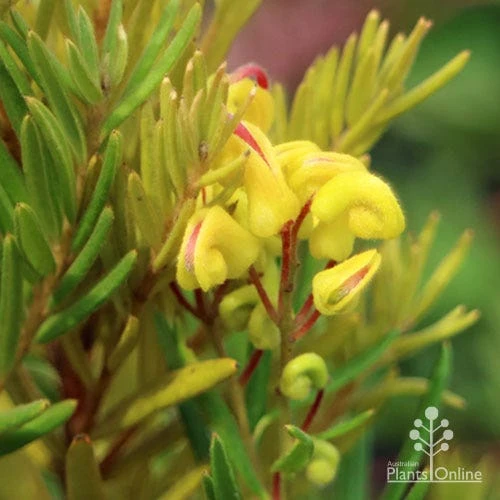 Grevillea Gold Rush 9 Grevillea Gold Rush - Image 7