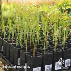 Xanthorrhoea - Grass Tree -Australian Plants Online Sales apo grass tree tubestock