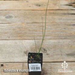 Xanthorrhoea - Grass Tree -Australian Plants Online Sales apo grass tree tubestock top
