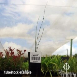 Xanthorrhoea - Grass Tree -Australian Plants Online Sales apo grass tree tubestock 1