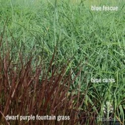 Pennisetum - Dwarf Purple Fountain Grass -Australian Plants Online Sales apo grasses ptl