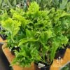 Microsorum Green Flame Fern -Australian Plants Online Sales apo green flame fern