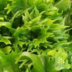 Microsorum Green Flame Fern -Australian Plants Online Sales apo green flame fern leaftips