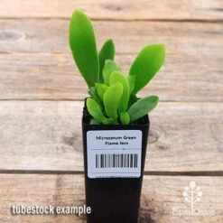 Microsorum Green Flame Fern -Australian Plants Online Sales apo green flame fern tubestock