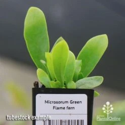 Microsorum Green Flame Fern -Australian Plants Online Sales apo green flame fern tubestock2
