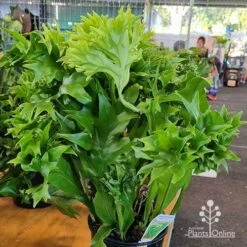 Microsorum Green Flame Fern -Australian Plants Online Sales apo green flame microsorum