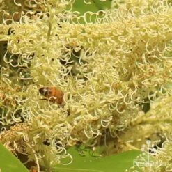 Grevillea Baileyana - Brown Silky Oak -Australian Plants Online Sales apo grevillea baileyana close and bee