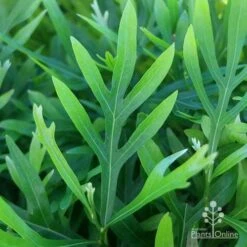 Grevillea Baileyana - Brown Silky Oak -Australian Plants Online Sales apo grevillea baileyana leaf