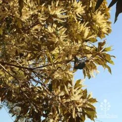 Grevillea Baileyana - Brown Silky Oak -Australian Plants Online Sales apo grevillea baileyana underneath