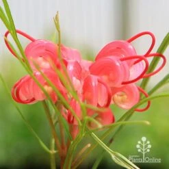 Grevillea Bon Accord -Australian Plants Online Sales apo grevillea bon accord flower