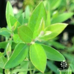 Grevillea Canterbury Gold -Australian Plants Online Sales apo grevillea canterbury gold new shoot