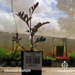 Grevillea Carpet Layer -Australian Plants Online Sales apo grevillea carpetlayer tubestock