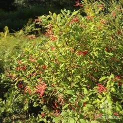 Grevillea Deua Flame 22 Grevillea Deua Flame -Australian Plants Online Sales apo grevillea deua flame bush nursery