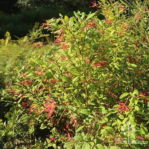 Grevillea Deua Flame 7 Grevillea Deua Flame - Image 5