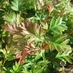 Grevillea Gaudichaudii 18 Grevillea Gaudichaudii -Australian Plants Online Sales apo grevillea gaudichaudi foliage