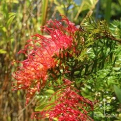 Grevillea Little Robyn -Australian Plants Online Sales apo grevillea little robyn flowers