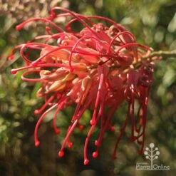 Grevillea Little Robyn -Australian Plants Online Sales apo grevillea little robyn open sunshine