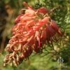 Grevillea Little Robyn -Australian Plants Online Sales apo grevillea little robyn sunshine