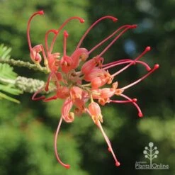 Grevillea Loopy Lou -Australian Plants Online Sales apo grevillea loopy lou full open