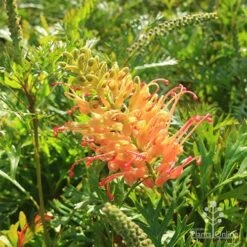 Grevillea Loopy Lou -Australian Plants Online Sales apo grevillea loopy lou sunshine