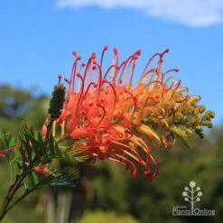 Grevillea Loopy Lou -Australian Plants Online Sales apo grevillea loopy lou winter
