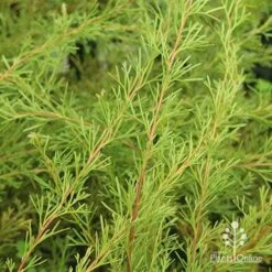 Grevillea Mini Marvel -Australian Plants Online Sales apo grevillea mini marvel foliage 1