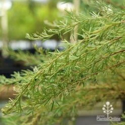 Grevillea Mini Marvel -Australian Plants Online Sales apo grevillea mini marvel weeping