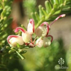 Grevillea Lanigera Mt Tamboritha -Australian Plants Online Sales apo grevillea mt tamboritha v close