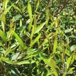 Grevillea Orange Marmalade -Australian Plants Online Sales apo grevillea orange marmalade foliage