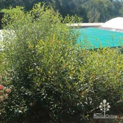 Grevillea Orange Marmalade -Australian Plants Online Sales apo grevillea orange marmalade nursery bush