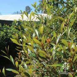 Grevillea Orange Marmalade -Australian Plants Online Sales apo grevillea orange marmalade nursery flowering