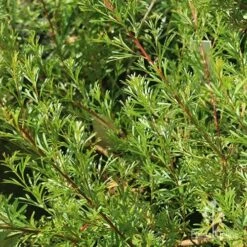 Grevillea Red Wings -Australian Plants Online Sales apo grevillea red wings foliage