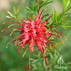 Grevillea Red Wings -Australian Plants Online Sales apo grevillea red wings winter