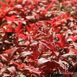 Nandina Gulf Stream 20 Nandina Gulf Stream -Australian Plants Online Sales apo gulf stream winter colour