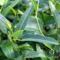 Hardenbergia Snow White - White Coral Pea -Australian Plants Online Sales apo hardenbergia snow white foliage