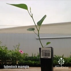 Hardenbergia Snow White - White Coral Pea -Australian Plants Online Sales apo hardenbergia snow white tubestock