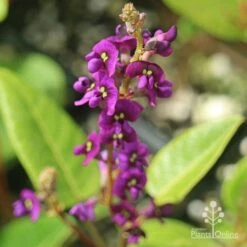 Hardenbergia Sweetheart - Purple Coral Pea