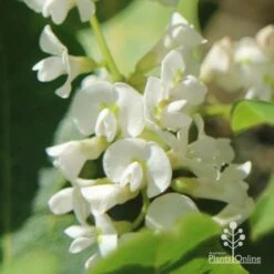 Hardenbergia Snow White - White Coral Pea -Australian Plants Online Sales apo hardenbergia white flowers