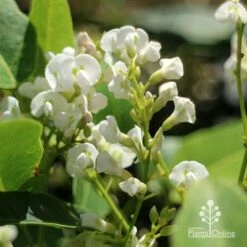Hardenbergia Snow White - White Coral Pea -Australian Plants Online Sales apo hardenbergia white flowers2