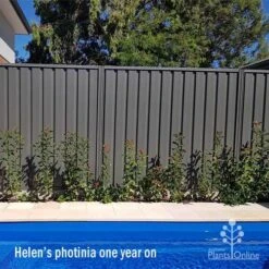 Photinia Thin Red -Australian Plants Online Sales apo helen wheadon photinia