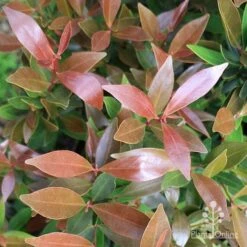 Acmena Hemilampra - Blush Satinash 18 Acmena Hemilampra - Blush Satinash -Australian Plants Online Sales apo hemilampra bronze copper