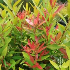 Acmena Hemilampra - Blush Satinash 20 Acmena Hemilampra - Blush Satinash -Australian Plants Online Sales apo hemilampra red green