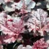 Heuchera Black Sea - Coral Bells