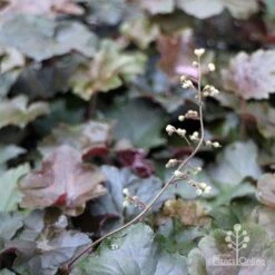 Heuchera Palace Purple - Coral Bells -Australian Plants Online Sales apo heuchera palace purple